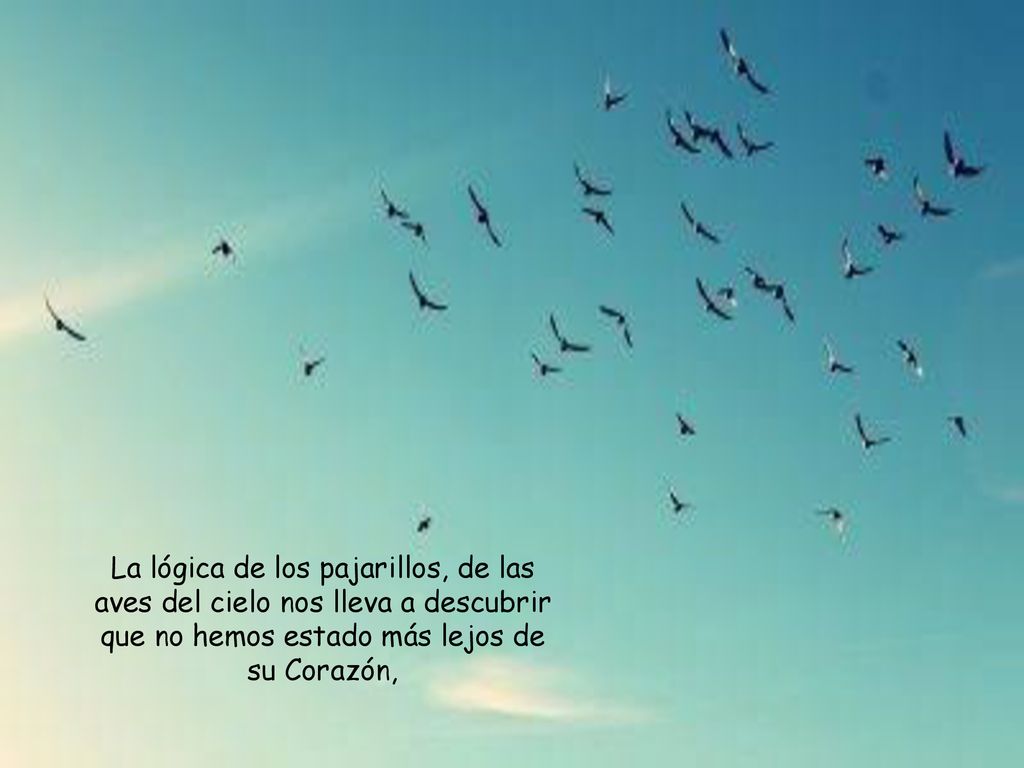 La lógica de los pajarillos, de las aves del cielo nos lleva a descubrir que no hemos estado más lejos de su Corazón,