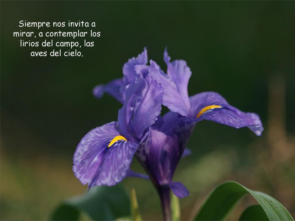 Siempre nos invita a mirar, a contemplar los lirios del campo, las aves del cielo.