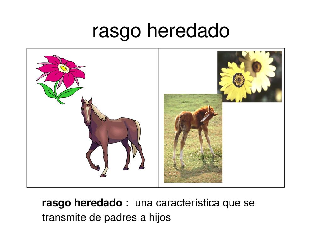 rasgo heredado rasgo heredado : una característica que se transmite de padres a hijos