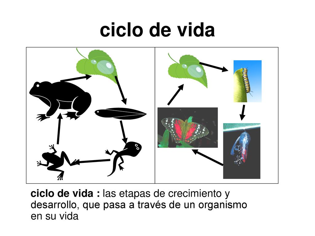 ciclo de vida ciclo de vida : las etapas de crecimiento y desarrollo, que pasa a través de un organismo en su vida.