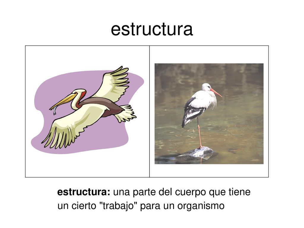 estructura estructura: una parte del cuerpo que tiene un cierto trabajo para un organismo