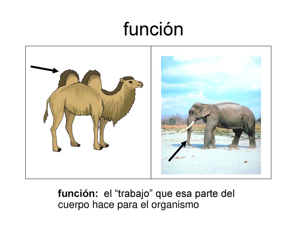 función función: el trabajo que esa parte del cuerpo hace para el organismo