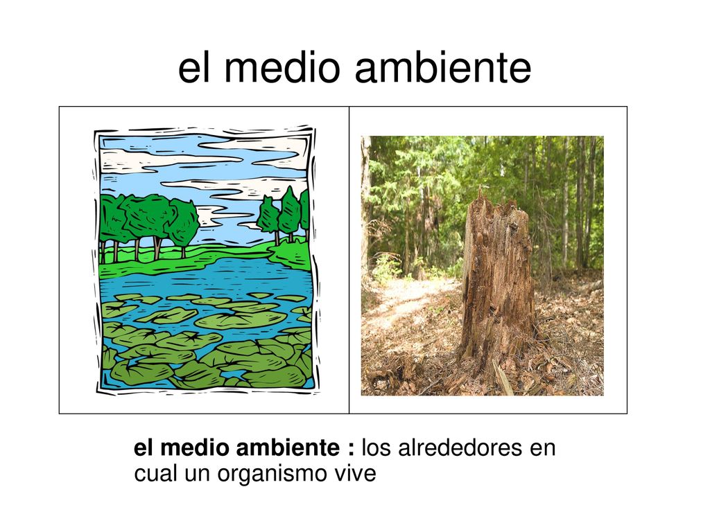 el medio ambiente el medio ambiente : los alrededores en cual un organismo vive