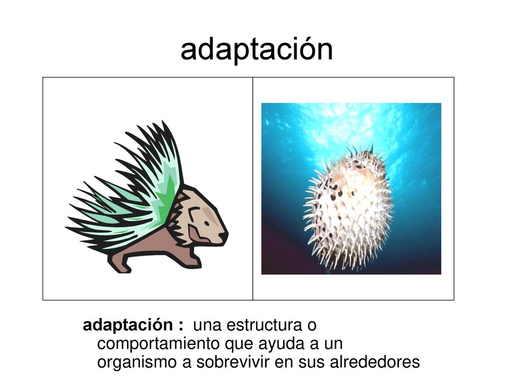 adaptación adaptación : una estructura o comportamiento que ayuda a un organismo a sobrevivir en sus alrededores.