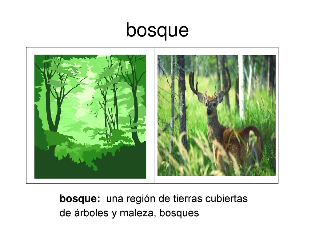 bosque bosque: una región de tierras cubiertas de árboles y maleza, bosques