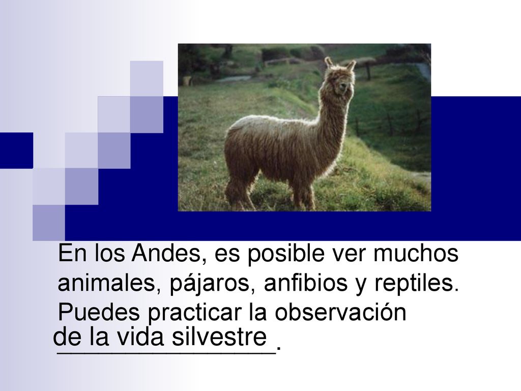 En los Andes, es posible ver muchos animales, pájaros, anfibios y reptiles. Puedes practicar la observación ________________.