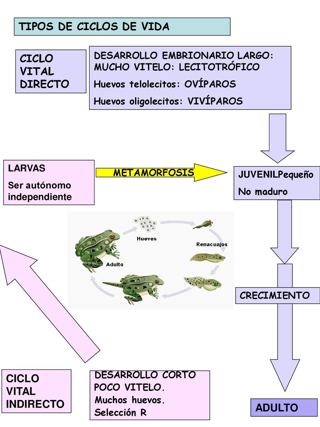 TIPOS DE CICLOS DE VIDA CICLO VITAL DIRECTO CICLO VITAL INDIRECTO