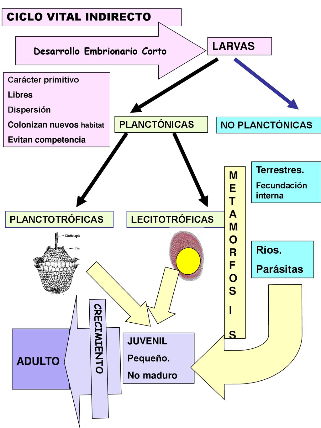CICLO VITAL INDIRECTO LARVAS METAMORFOS I S Ríos. Parásitas ADULTO