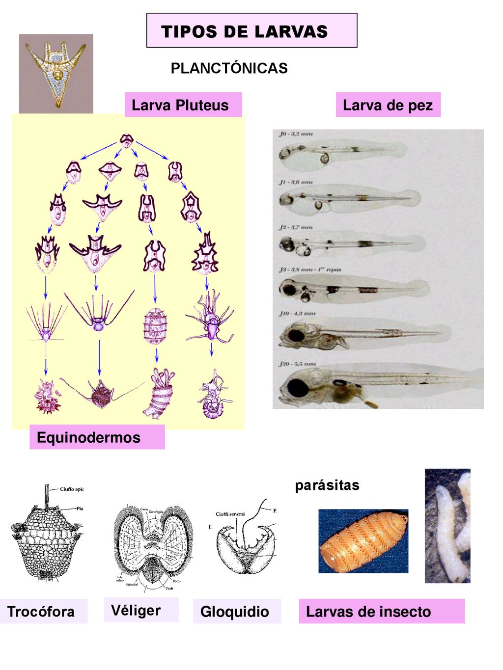 TIPOS DE LARVAS PLANCTÓNICAS Larva Pluteus Larva de pez Equinodermos