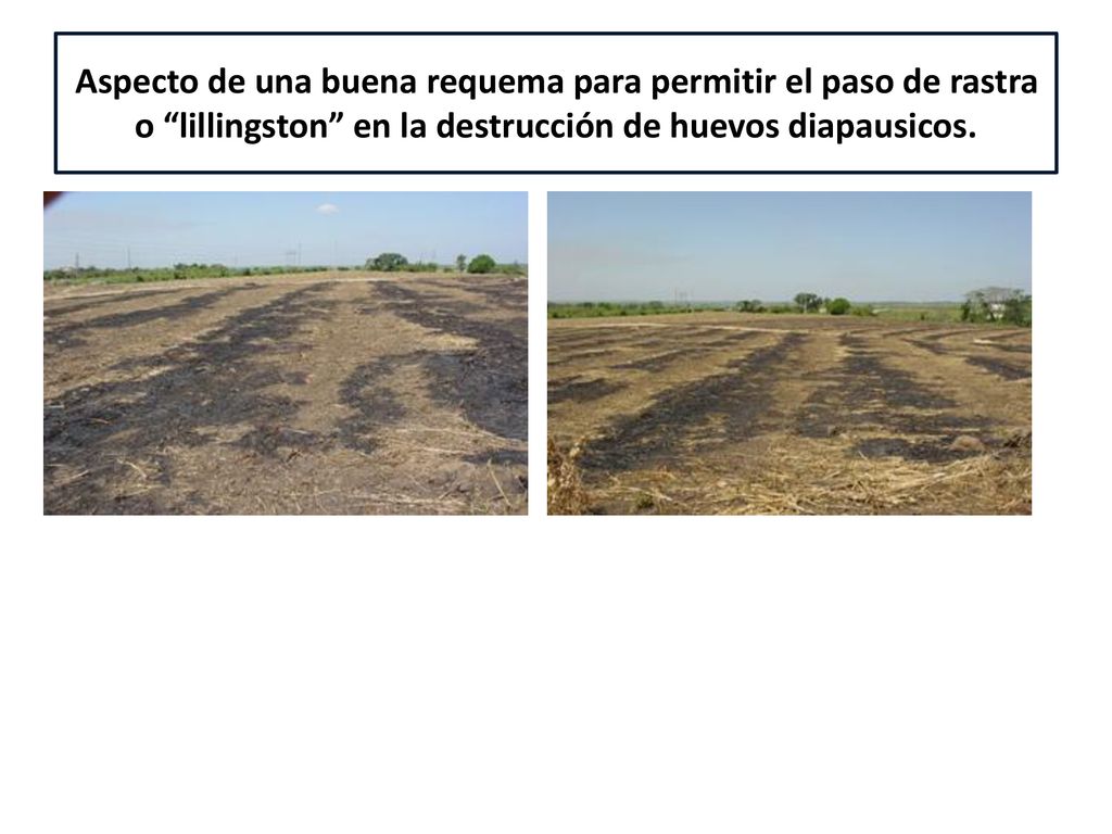 Aspecto de una buena requema para permitir el paso de rastra o lillingston en la destrucción de huevos diapausicos.