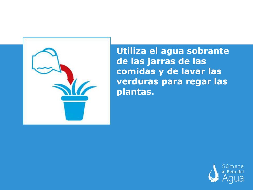 Utiliza el agua sobrante de las jarras de las comidas y de lavar las verduras para regar las plantas.
