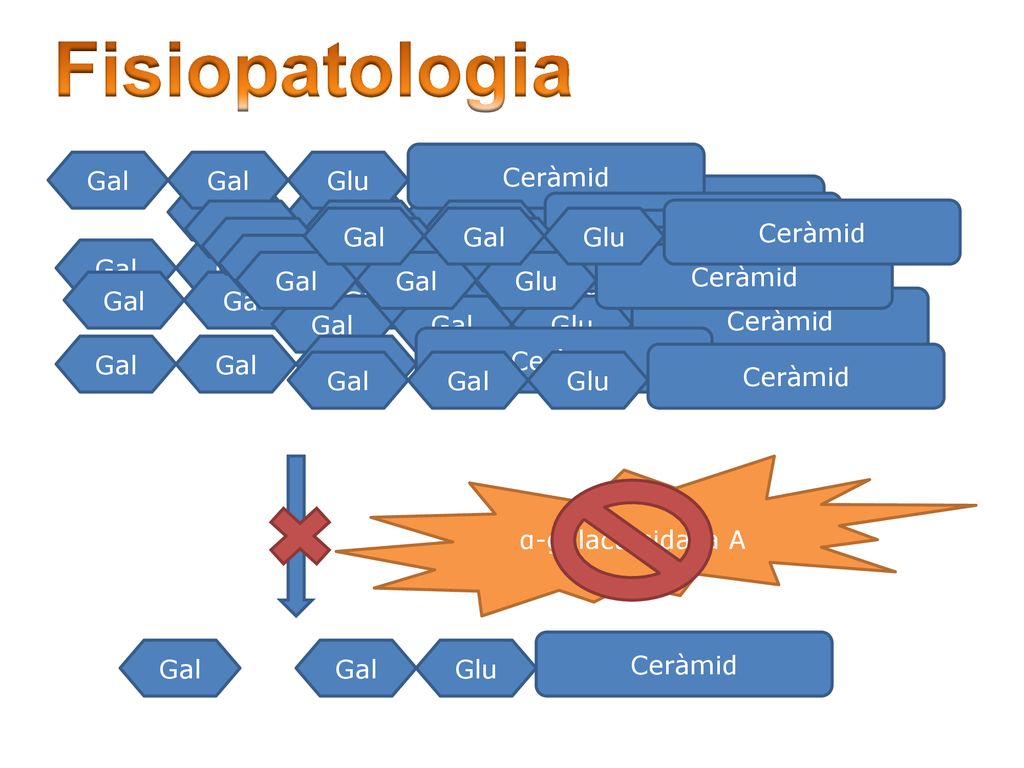 Fisiopatologia Ceràmid Gal Gal Glu Ceràmid Gal Gal Glu Ceràmid Gal Gal