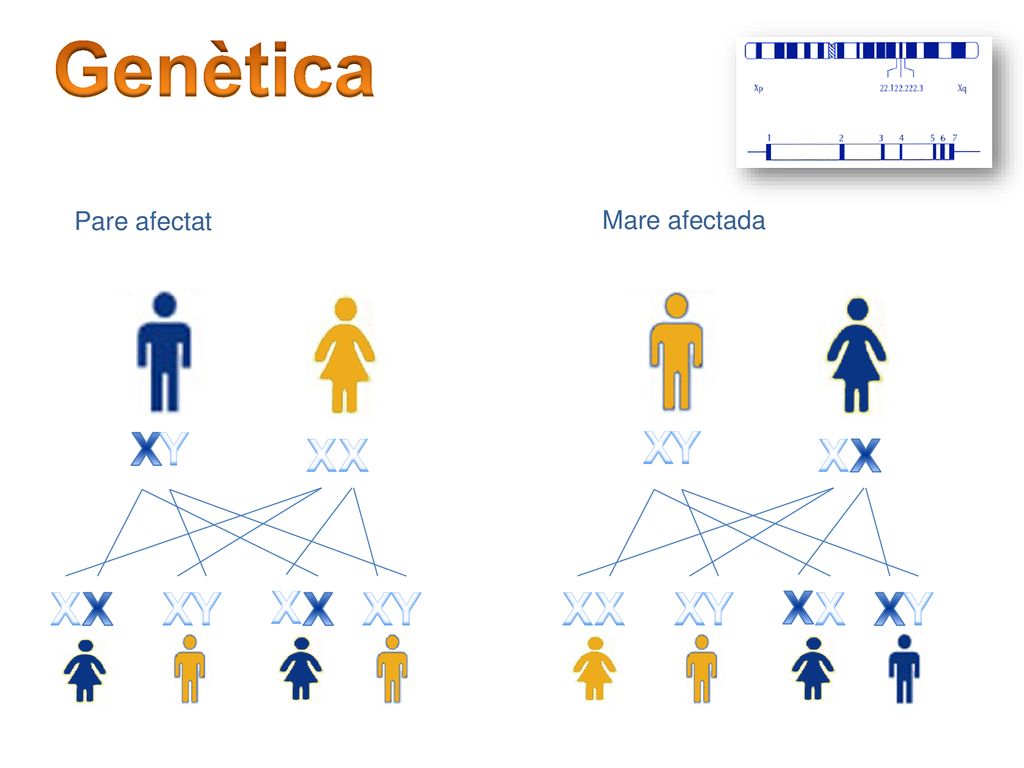 Genètica X Y X Y X X X X X X X Y X X X Y X X X Y X X X Y Pare afectat