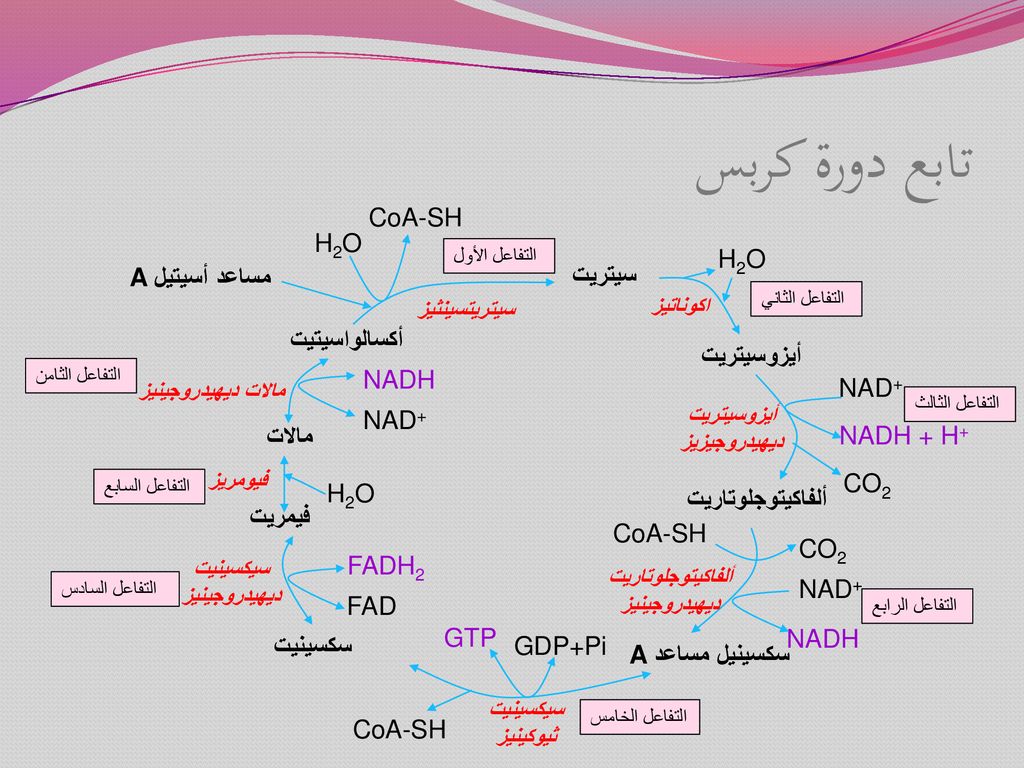 تابع دورة كربس CoA-SH H2O H2O Aمساعد أسيتيل سيتريت أكسالواسيتيت