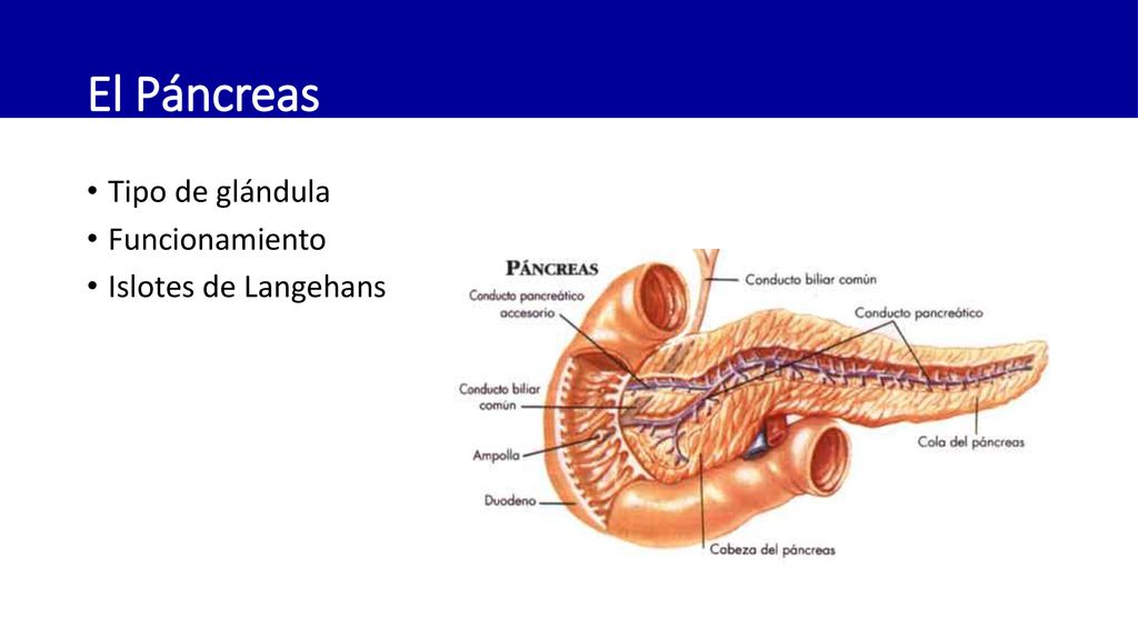 El Páncreas Tipo de glándula Funcionamiento Islotes de Langehans
