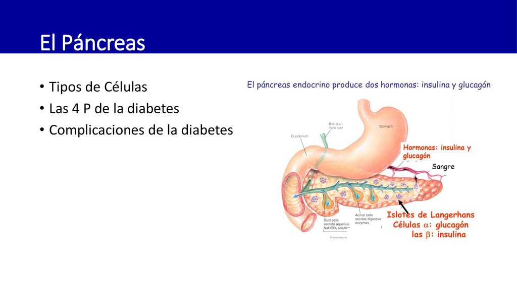 El Páncreas Tipos de Células Las 4 P de la diabetes