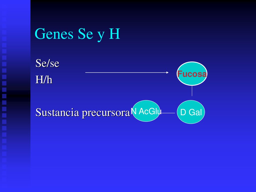 Genes Se y H Se/se H/h Sustancia precursora Fucosa N AcGlu D Gal
