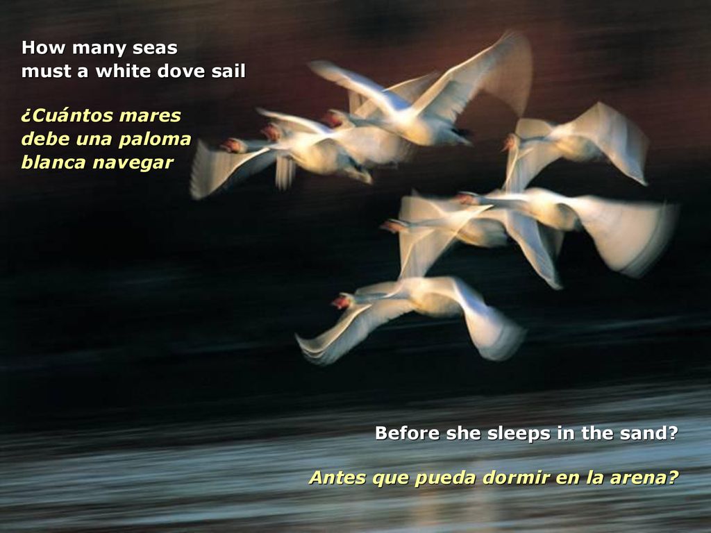 How many seas must a white dove sail. ¿Cuántos mares. debe una paloma. blanca navegar. Before she sleeps in the sand