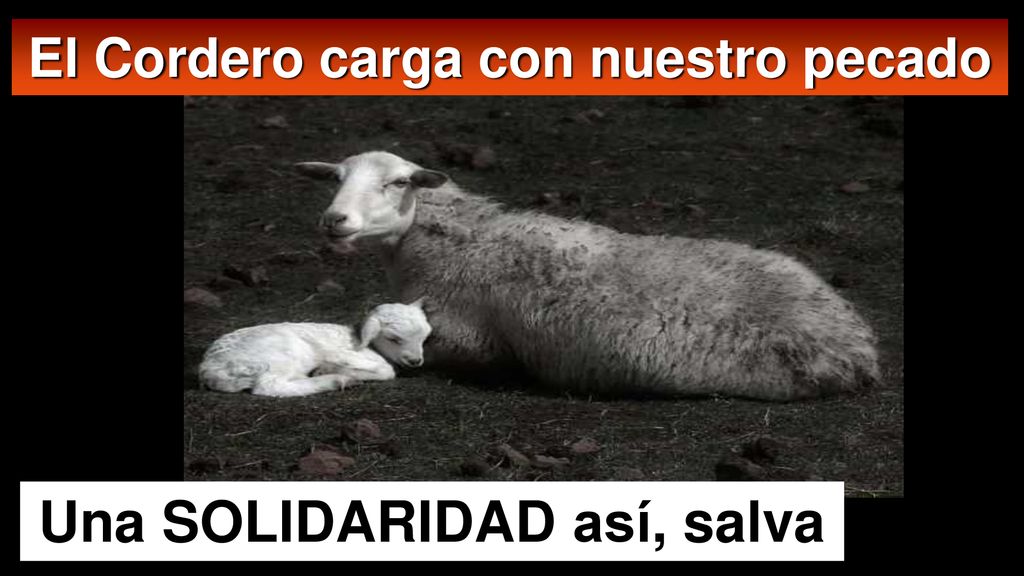 El Cordero carga con nuestro pecado Una SOLIDARIDAD así, salva