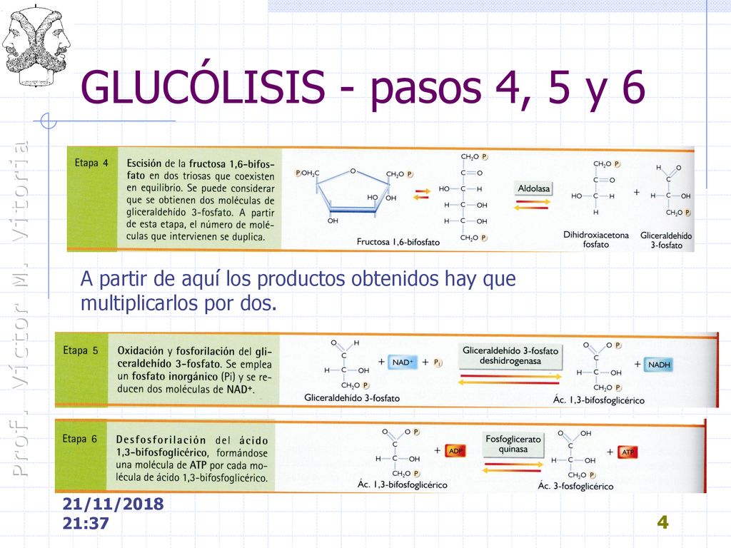 GLUCÓLISIS - pasos 4, 5 y 6 A partir de aquí los productos obtenidos hay que. multiplicarlos por dos.