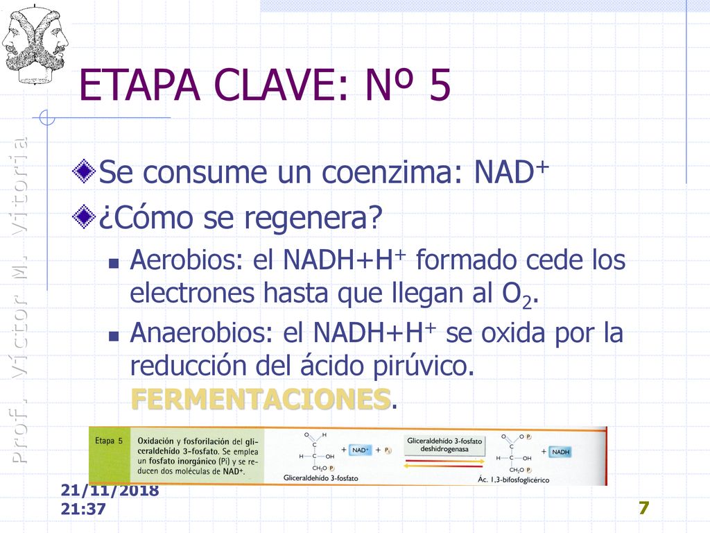 ETAPA CLAVE: Nº 5 Se consume un coenzima: NAD+ ¿Cómo se regenera