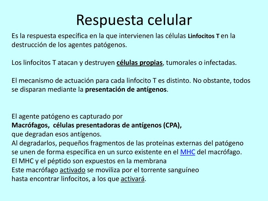 Respuesta celular Es la respuesta específica en la que intervienen las células Linfocitos T en la destrucción de los agentes patógenos.