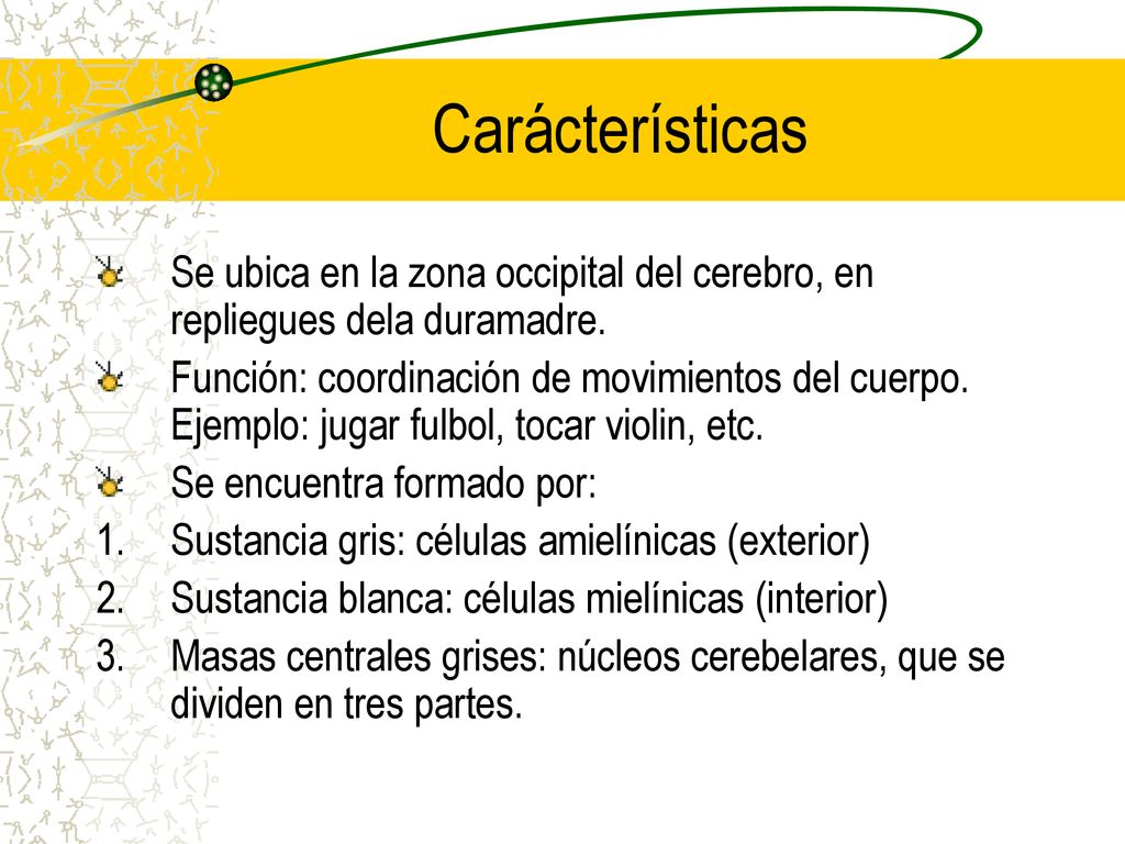Carácterísticas Se ubica en la zona occipital del cerebro, en repliegues dela duramadre.