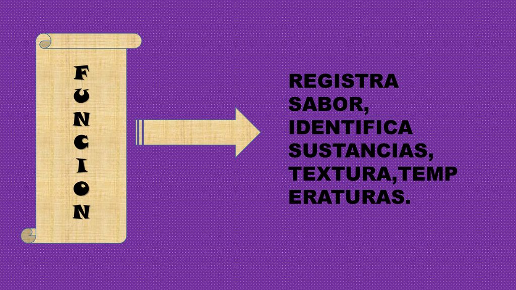 F U N C I O REGISTRA SABOR, IDENTIFICA SUSTANCIAS, TEXTURA,TEMPERATURAS.