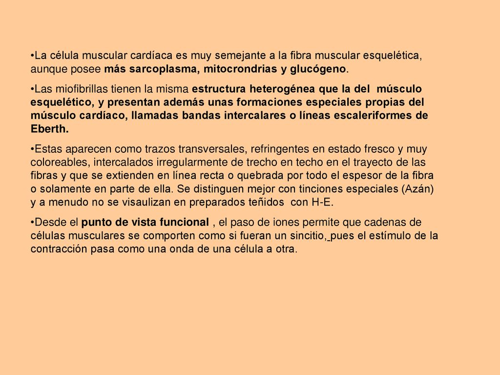 La célula muscular cardíaca es muy semejante a la fibra muscular esquelética, aunque posee más sarcoplasma, mitocrondrias y glucógeno.