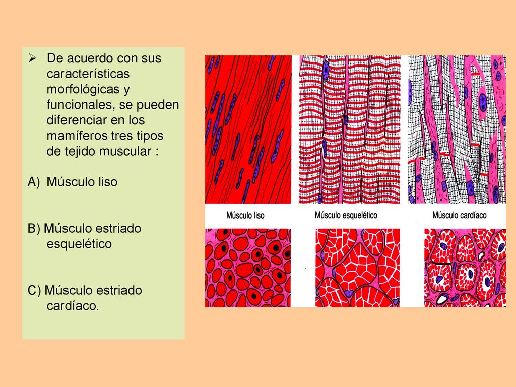 De acuerdo con sus características morfológicas y funcionales, se pueden diferenciar en los mamíferos tres tipos de tejido muscular :