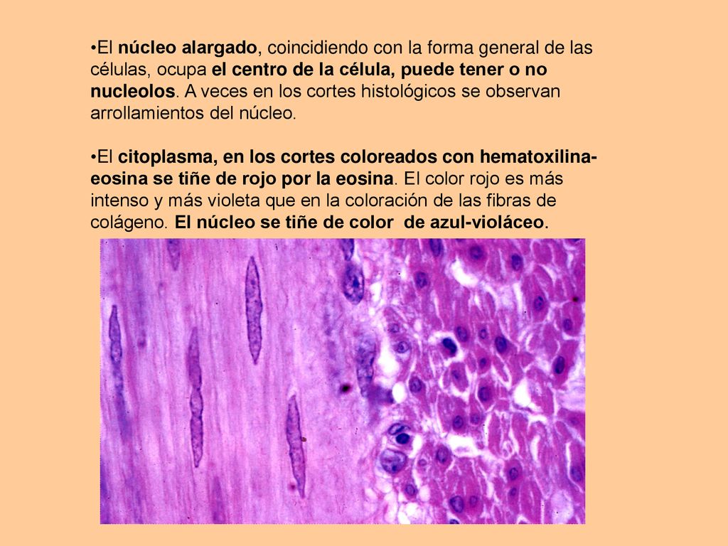 El núcleo alargado, coincidiendo con la forma general de las células, ocupa el centro de la célula, puede tener o no nucleolos. A veces en los cortes histológicos se observan arrollamientos del núcleo.