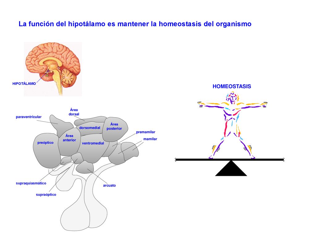 La función del hipotálamo es mantener la homeostasis del organismo