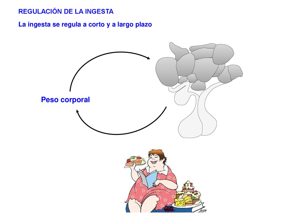 Peso corporal REGULACIÓN DE LA INGESTA