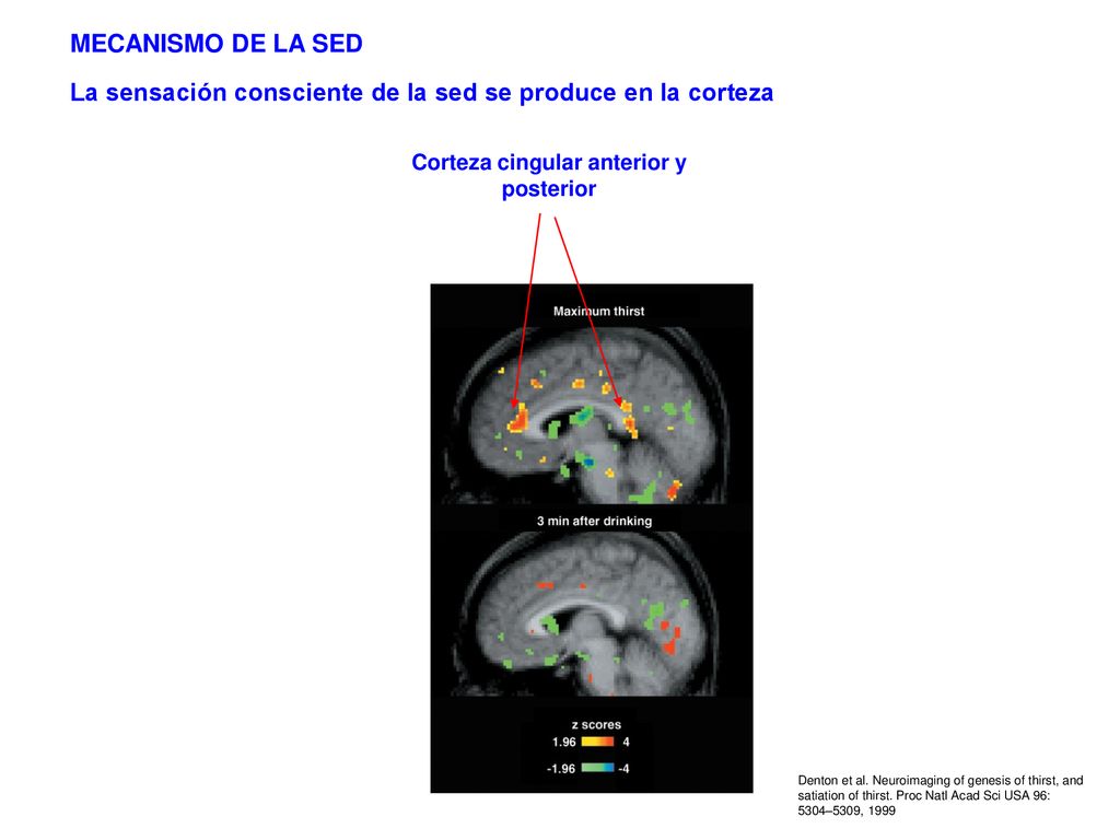 Corteza cingular anterior y posterior