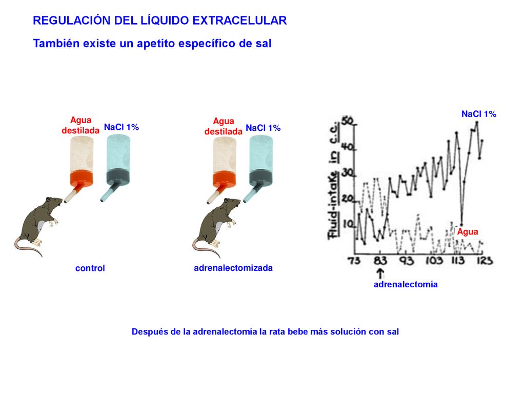 Después de la adrenalectomía la rata bebe más solución con sal