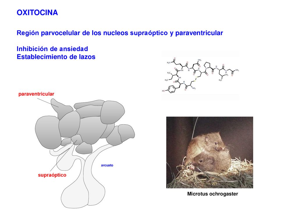 OXITOCINA Región parvocelular de los nucleos supraóptico y paraventricular. Inhibición de ansiedad.