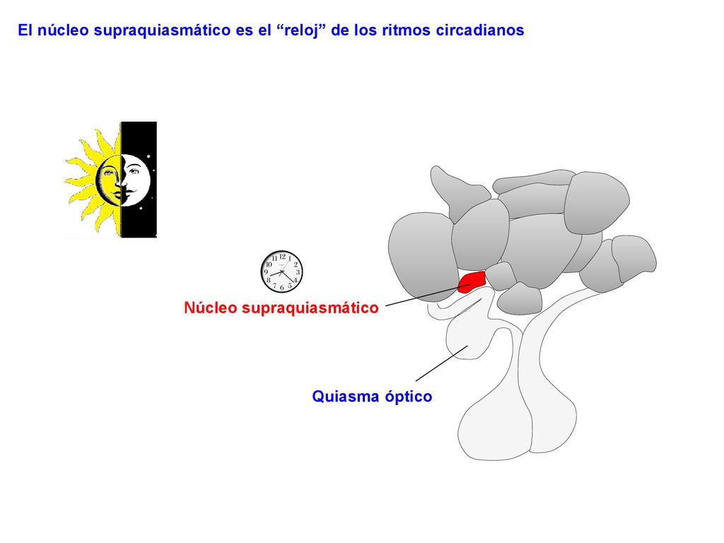 El núcleo supraquiasmático es el reloj de los ritmos circadianos