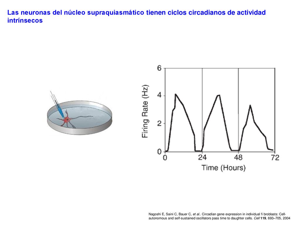 Las neuronas del núcleo supraquiasmático tienen ciclos circadianos de actividad intrínsecos