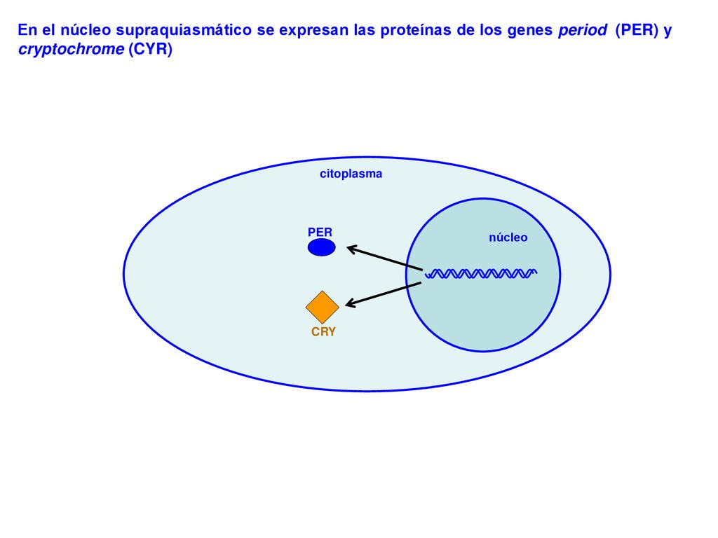 En el núcleo supraquiasmático se expresan las proteínas de los genes period (PER) y cryptochrome (CYR)