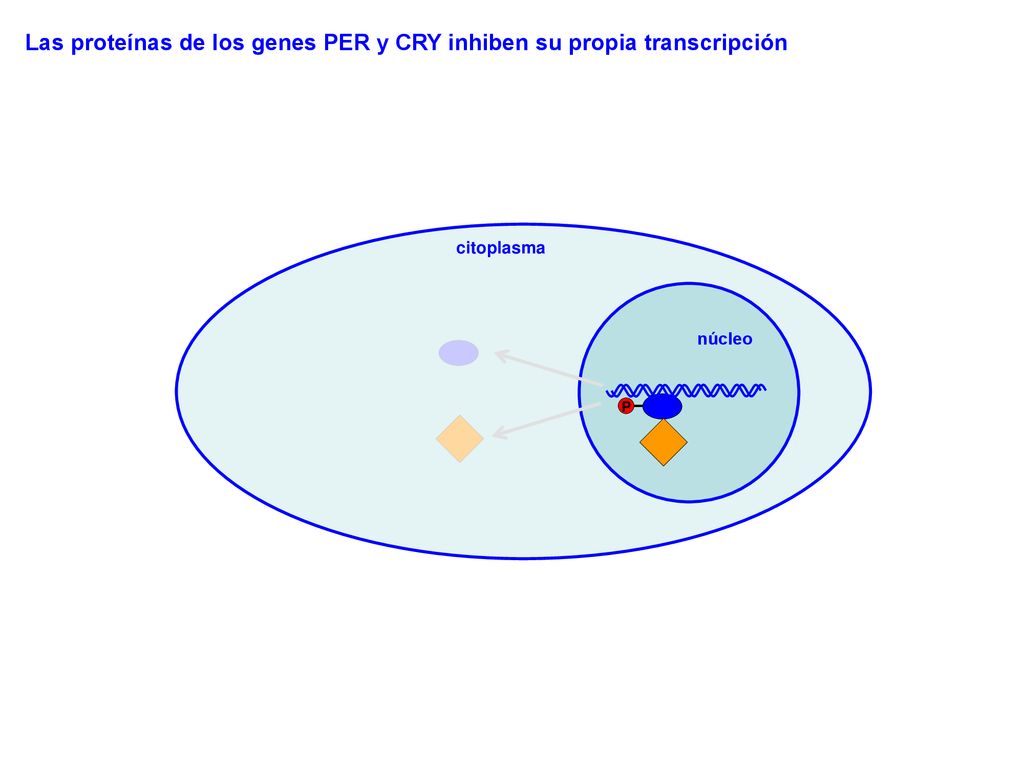 Las proteínas de los genes PER y CRY inhiben su propia transcripción