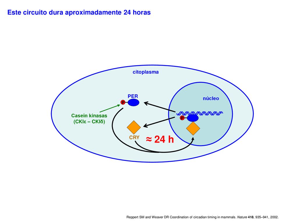 ≈ 24 h Este circuito dura aproximadamente 24 horas citoplasma PER