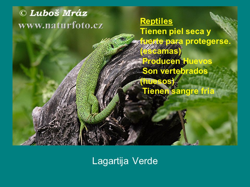 Lagartija Verde Reptiles