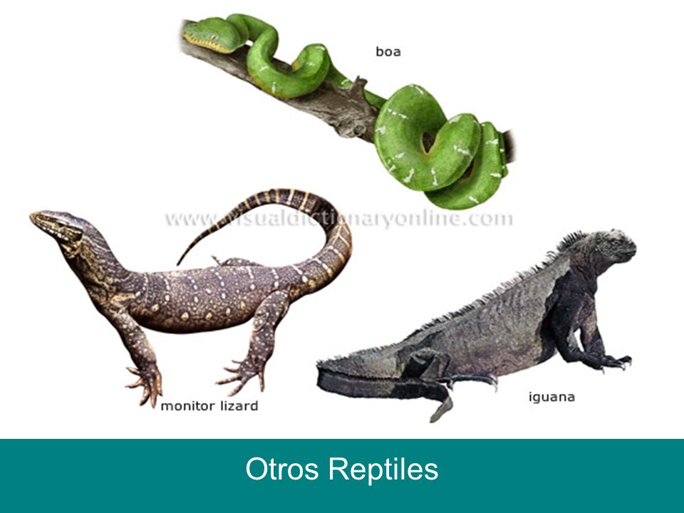 Otros Reptiles