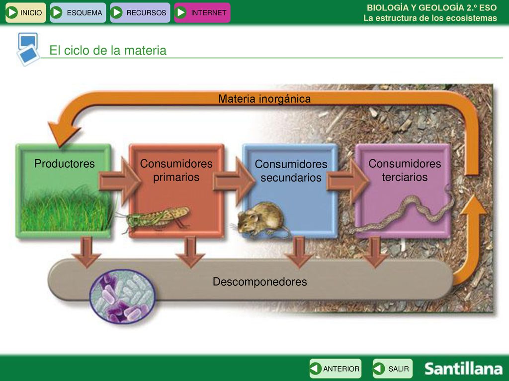 El ciclo de la materia Materia inorgánica Productores