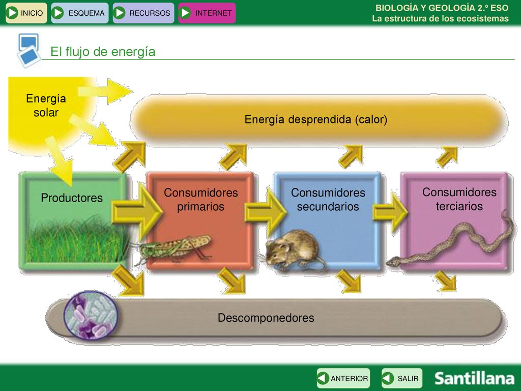 El flujo de energía Energía solar Energía desprendida (calor)