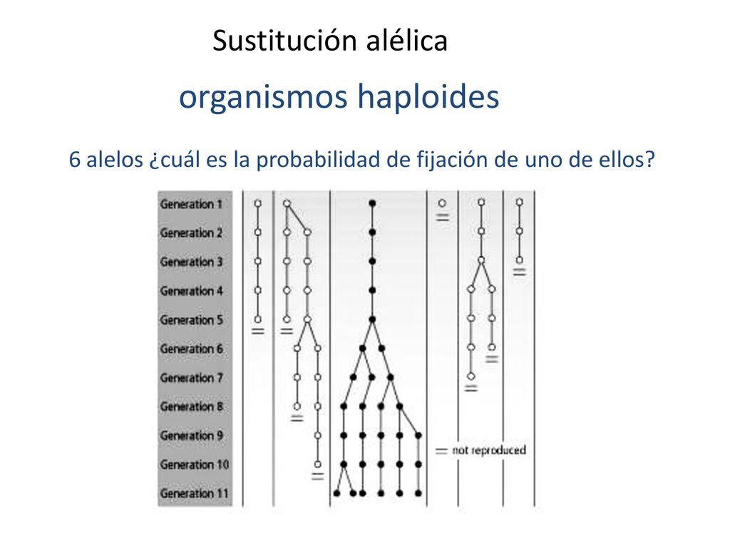 6 alelos ¿cuál es la probabilidad de fijación de uno de ellos