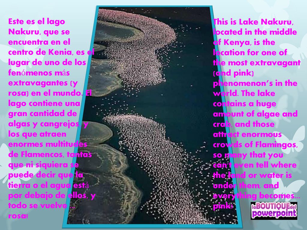 Este es el lago Nakuru, que se encuentra en el centro de Kenia, es el lugar de uno de los fenómenos más extravagantes (y rosa) en el mundo. El lago contiene una gran cantidad de algas y cangrejos, y los que atraen enormes multitudes de Flamencos, tantas que ni siquiera se puede decir que la tierra o el agua está por debajo de ellos, y todo se vuelve ... rosa!