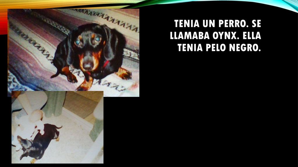 Tenia un perro. Se llamaba Oynx. Ella tenia pelo negro.