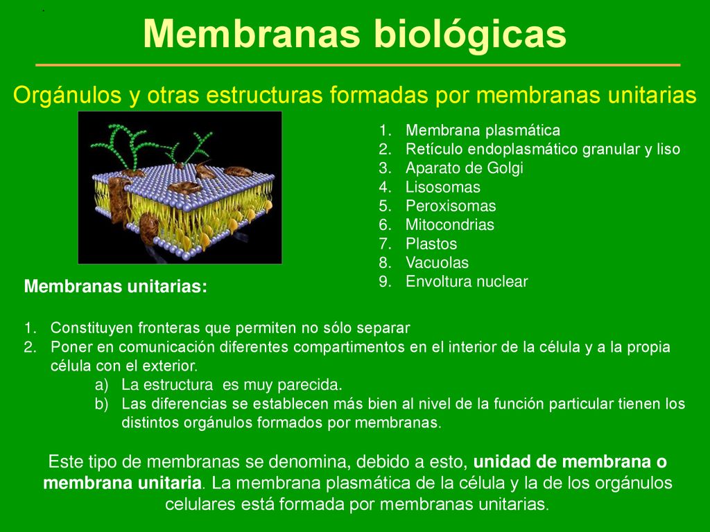 Orgánulos y otras estructuras formadas por membranas unitarias
