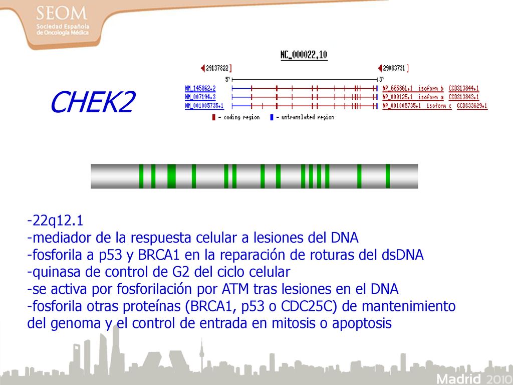 CHEK2 -22q12.1 -mediador de la respuesta celular a lesiones del DNA
